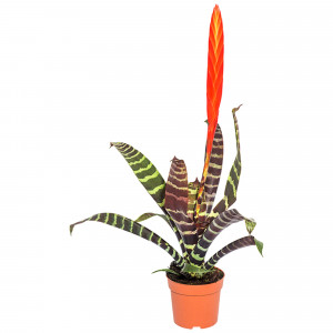 Santreyd Вриезия Спленриет - экзотический цветок с тигровым окрасом 14750646