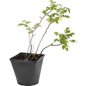 82595266 Шиповник морщинистый «Альба» 15x40 см