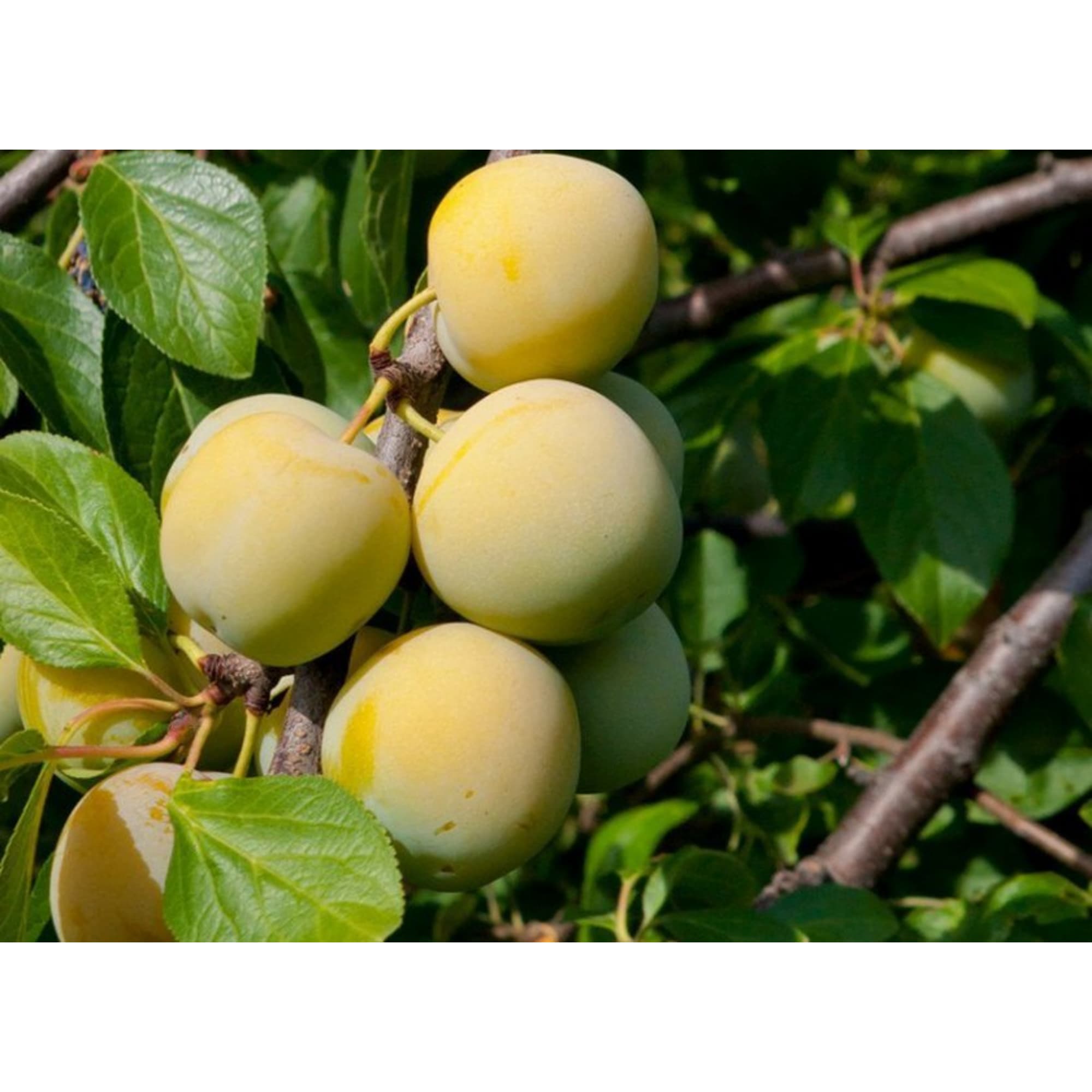 85608198 Слива Ренклод Колхозный ø20 h140 см Santreyd 