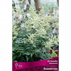 83599228 Астильба японская Вашингтон луковица I