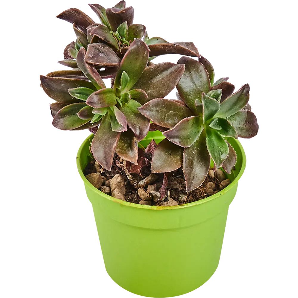 Santreyd Суккулент микс — живой декор для интерьера 82894901 STLM-0037679 - Вид №8