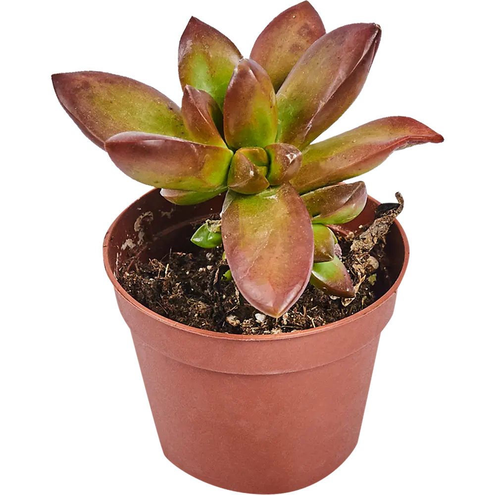 Santreyd Суккулент микс — живой декор для интерьера 82894901 STLM-0037679 - Вид №7