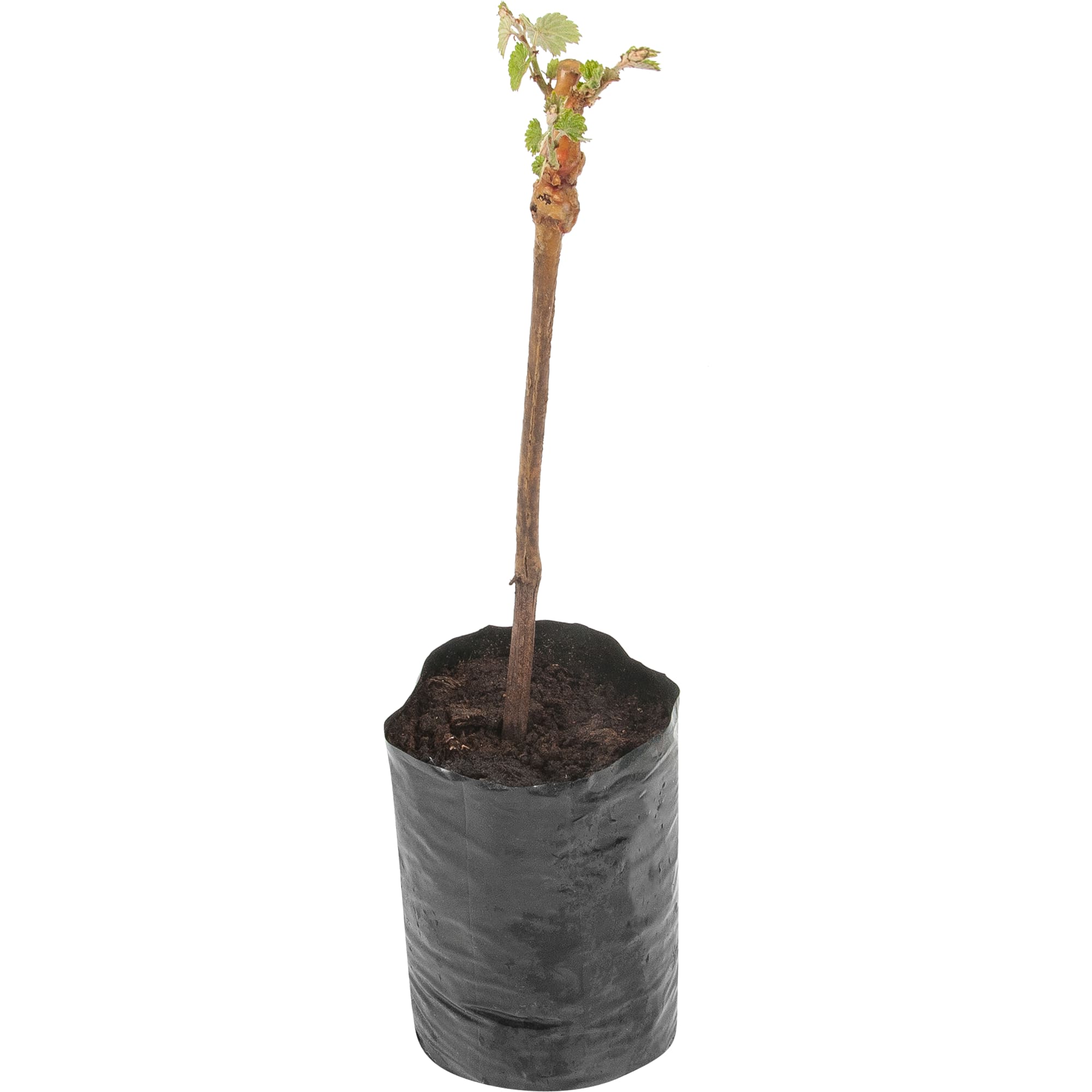 82601691 Виноград культурный «Виорика» 1.5-2 л высота 40-80 см Santreyd 