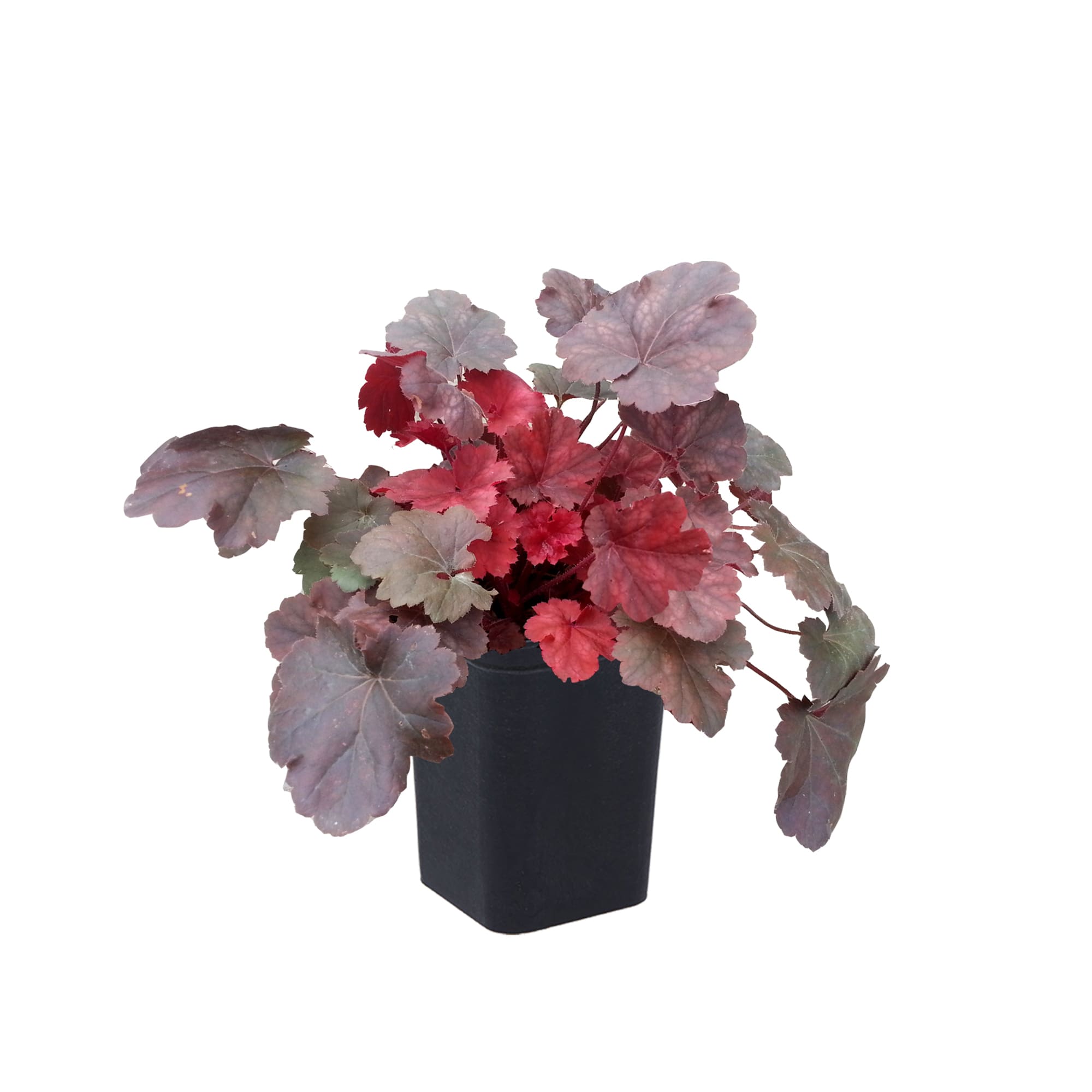 82237709 Гейхера гибридная «Черри Кола» С1 15 см Santreyd 