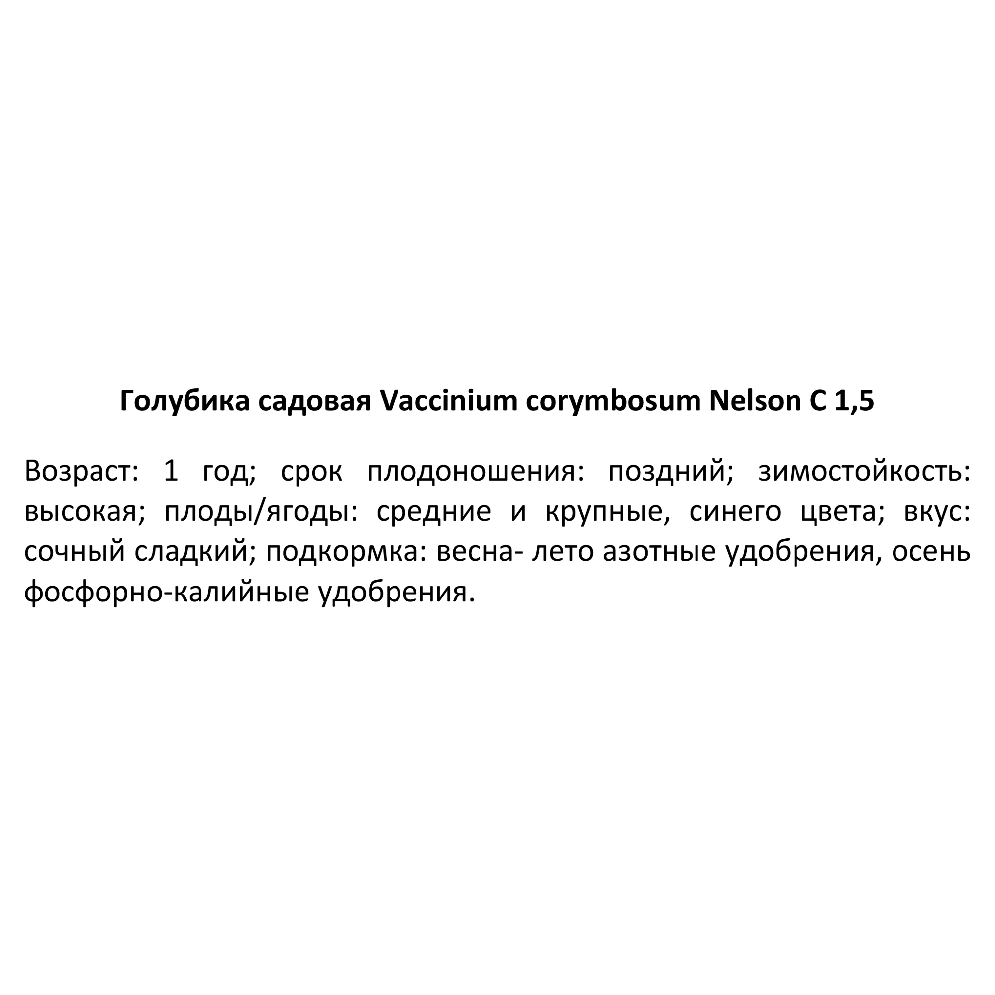 Голубика Нельсон — многолетняя рассада для сада 84834889 PLANTMARKET STLM-0055854 - Вид №3