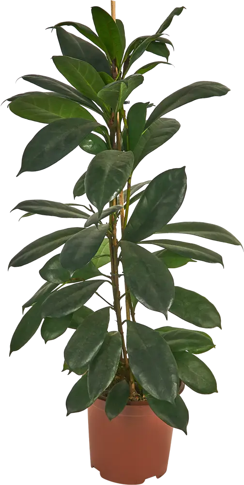 Фикус Циатистипула Santreyd — элегантное комнатное дерево с двухцветной листвой 85324845