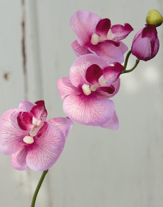 2462 510 a2 Орхидея Фаленопсис шелк, 38 см, роза H-andreas