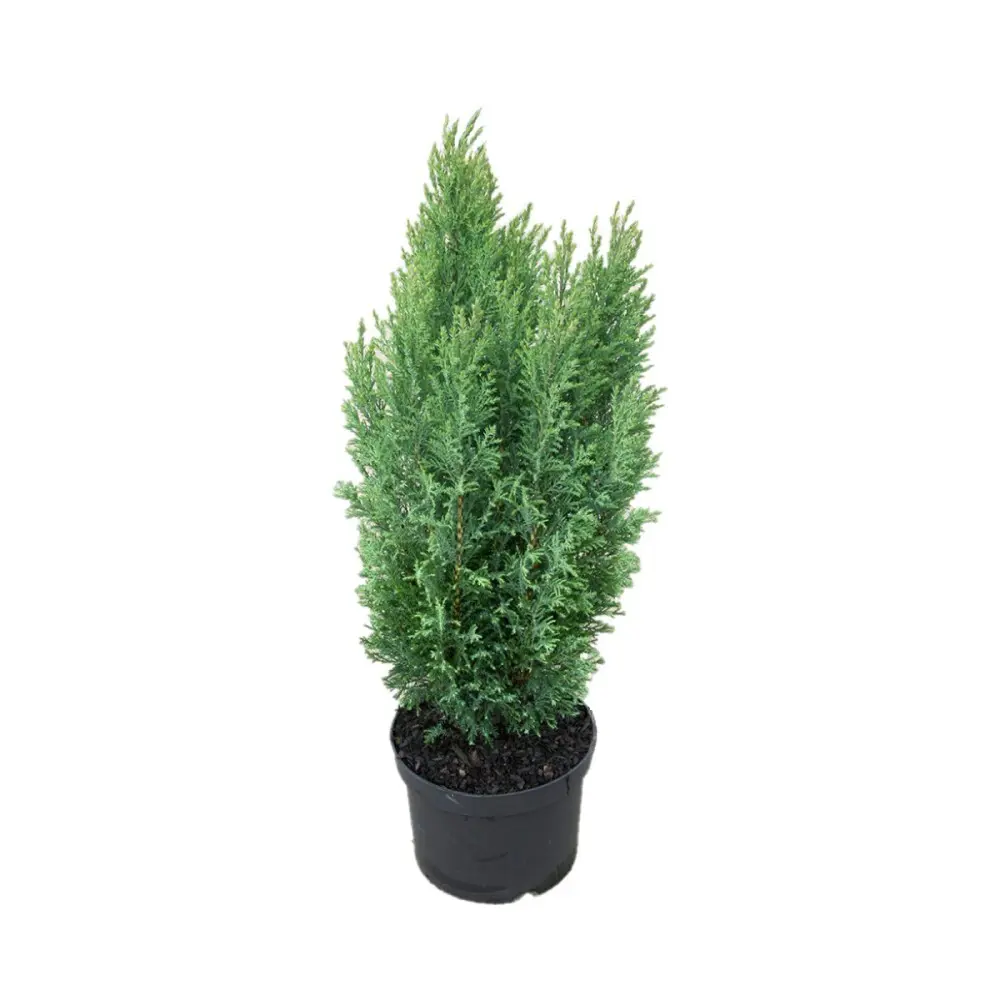 Кипарисовик Лавсона Элвуди ø13 h45 - 50 см PLANTMARKET STLM-2012472