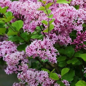 Сирень Мейера П от Santreyd - розово-лиловое украшение сада 87811848