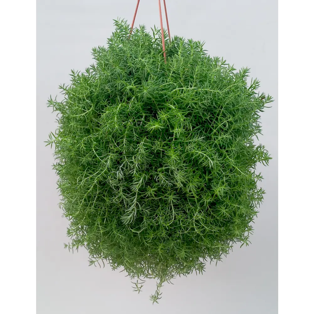 Santreyd Седум Мексиканский — суккулент с игольчатыми листьями 82741541 STLM-1381487