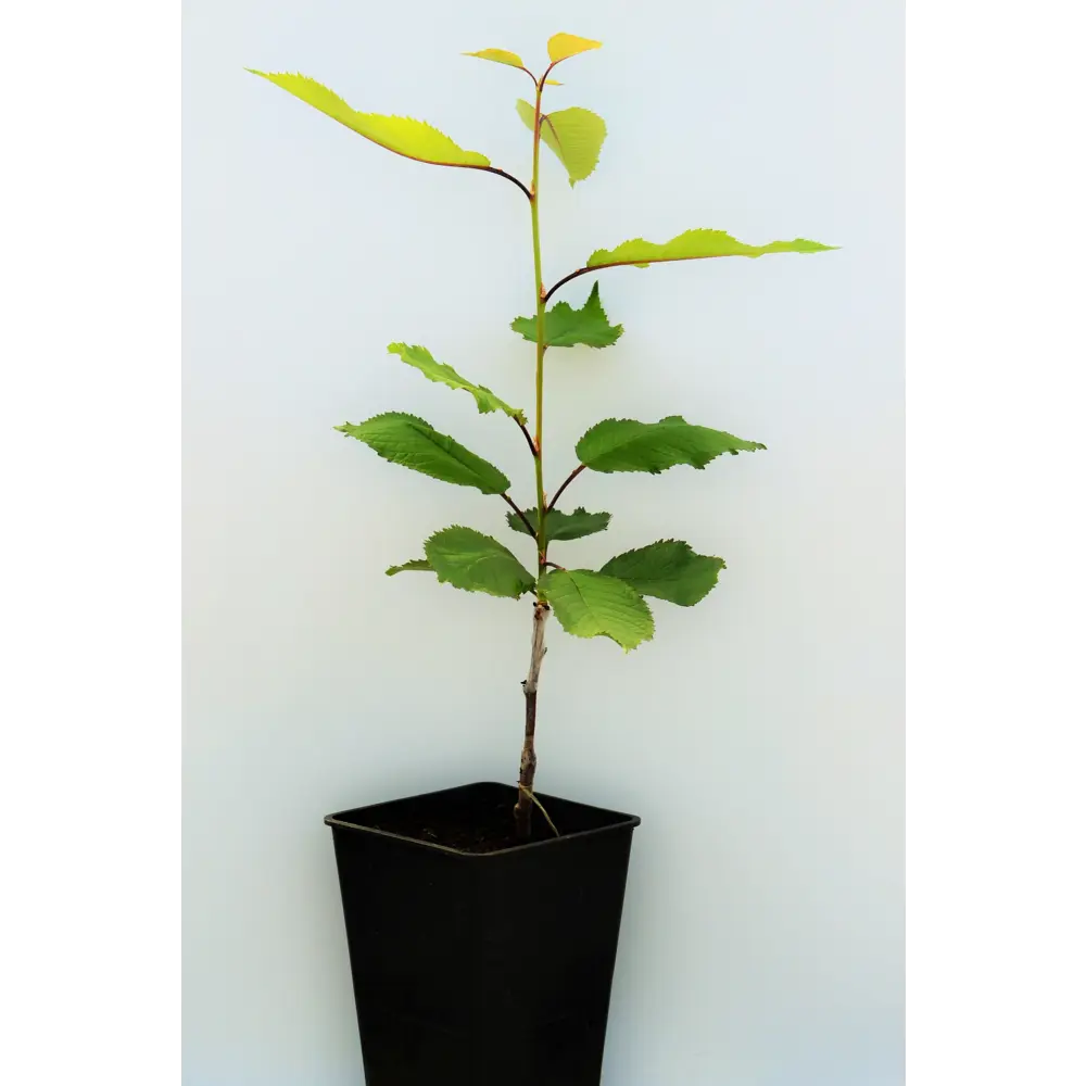 Черешня «Краснодарская» 1 год 12.5x30-50 см 82610477 STLM-2200396 Santreyd 