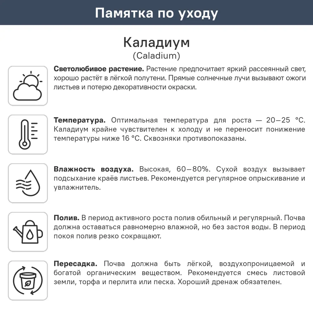 Каладиум Кэролин Вортон ø10.5 h25 см 89447115 STLM-2078583 ГОРКУНОВ  - Вид №1
