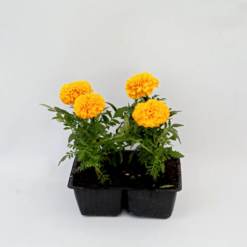 Тагетес крупноцветковый h15 см 87544046 STLM-2156683 Santreyd 