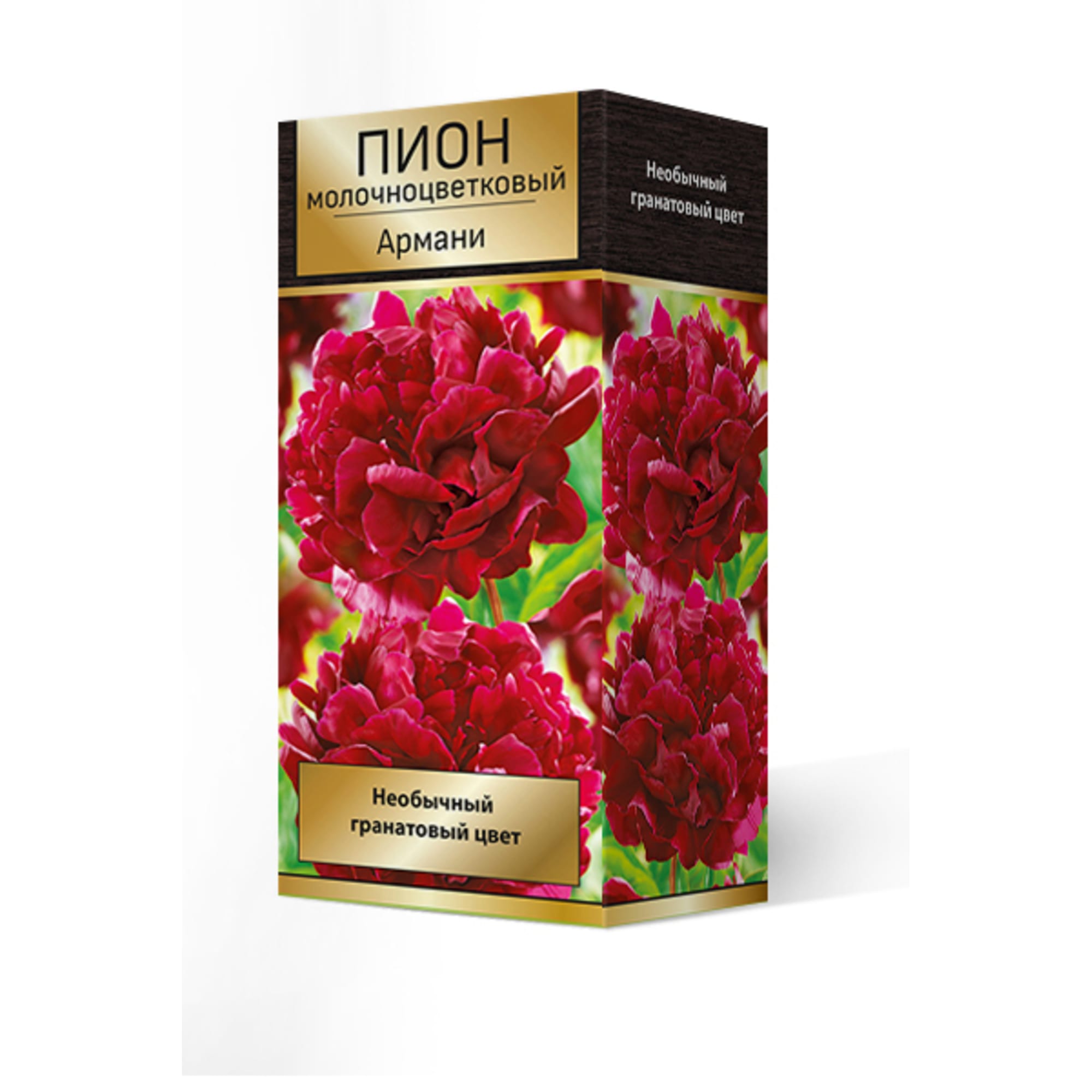 82661846 Пион молочноцветковый травянистый «Армани» разбор 2-3 Santreyd 