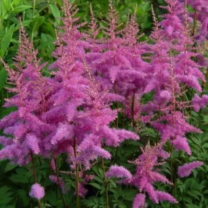 Астильба «Amethyst I»