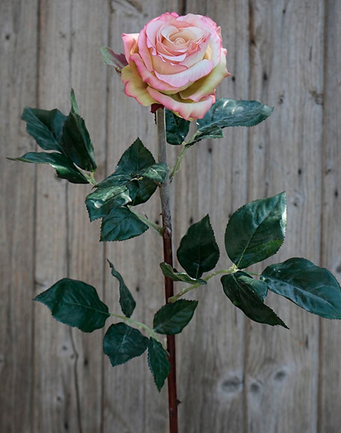 2313 705 a2 Ложная роза 'Curiosa', 77 см, бело-розовая H-andreas  - Вид №1