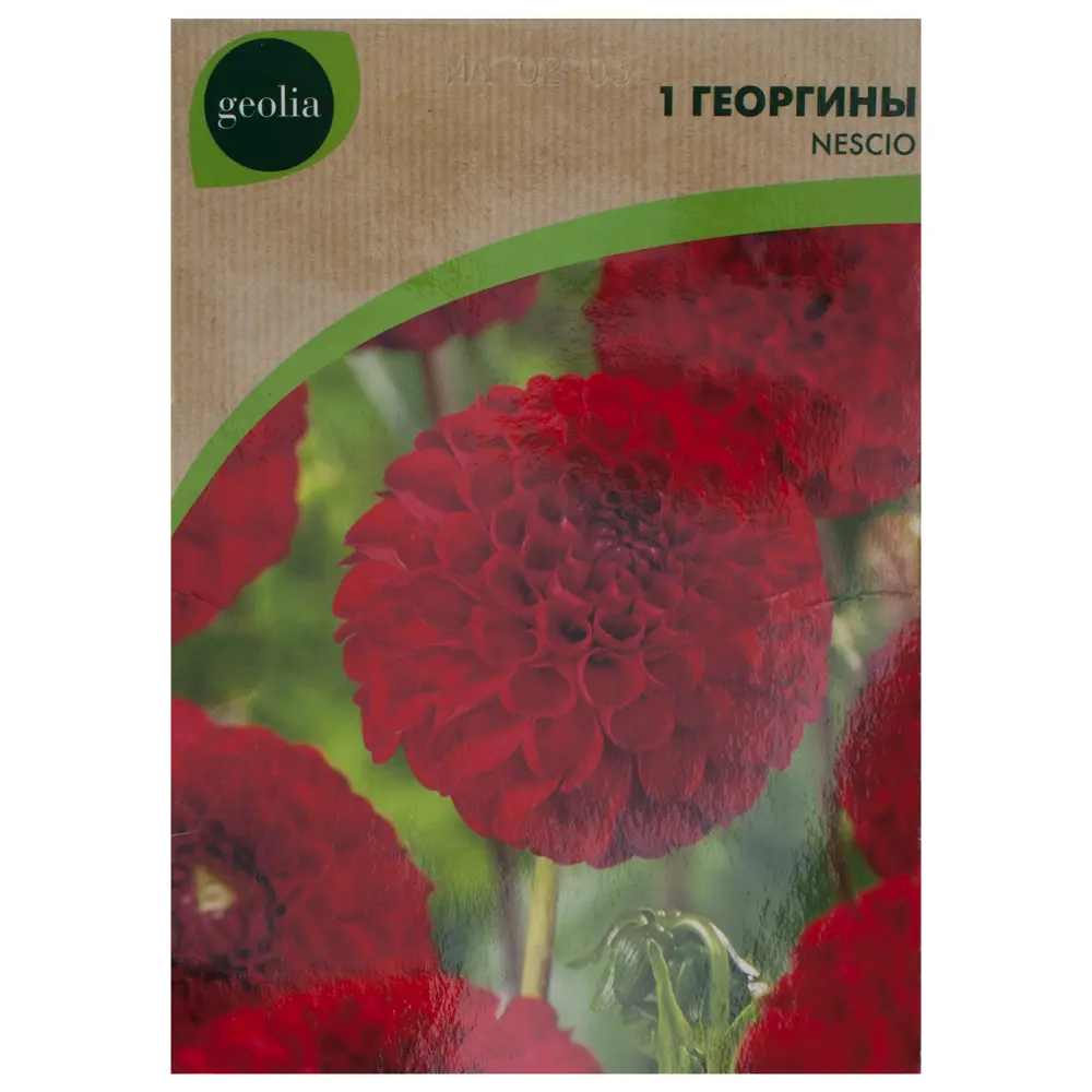Георгины Geolia «Nescio I» 18416418 STLM-2150264 
