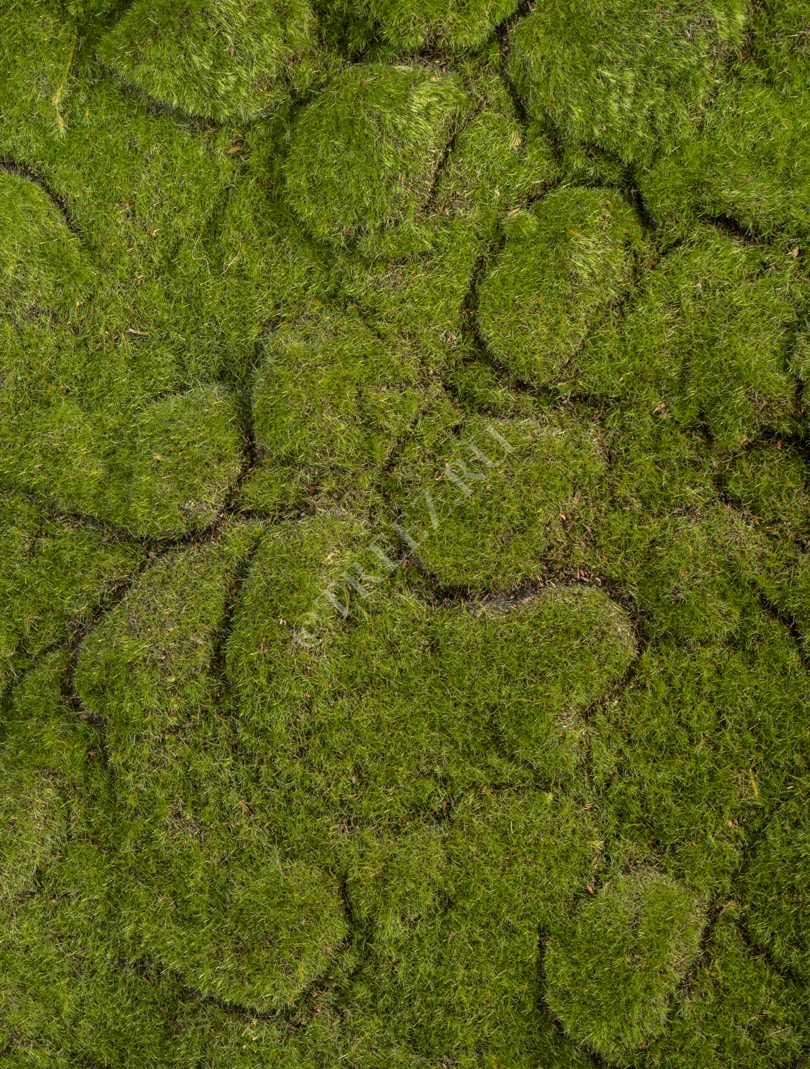 20.0820415M Мох Soft (полотно среднее) Цветочная коллекция  - Вид №1