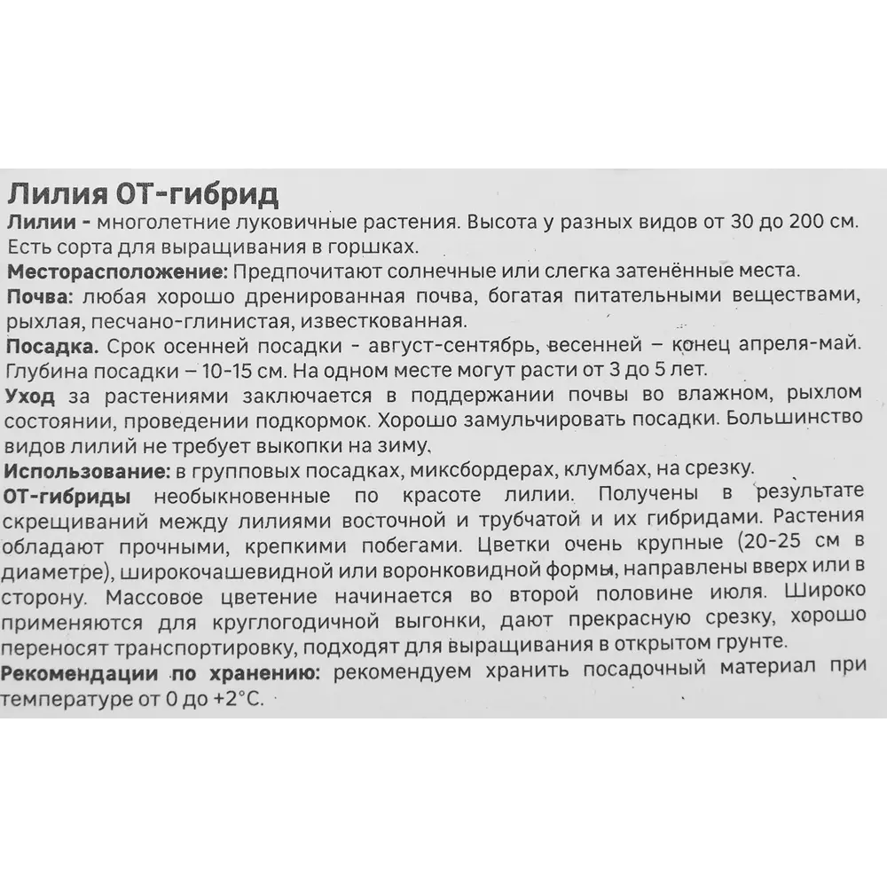 Лилия Geolia от-гибрид Бонбини 86408650 STLM-2016563  - Вид №3