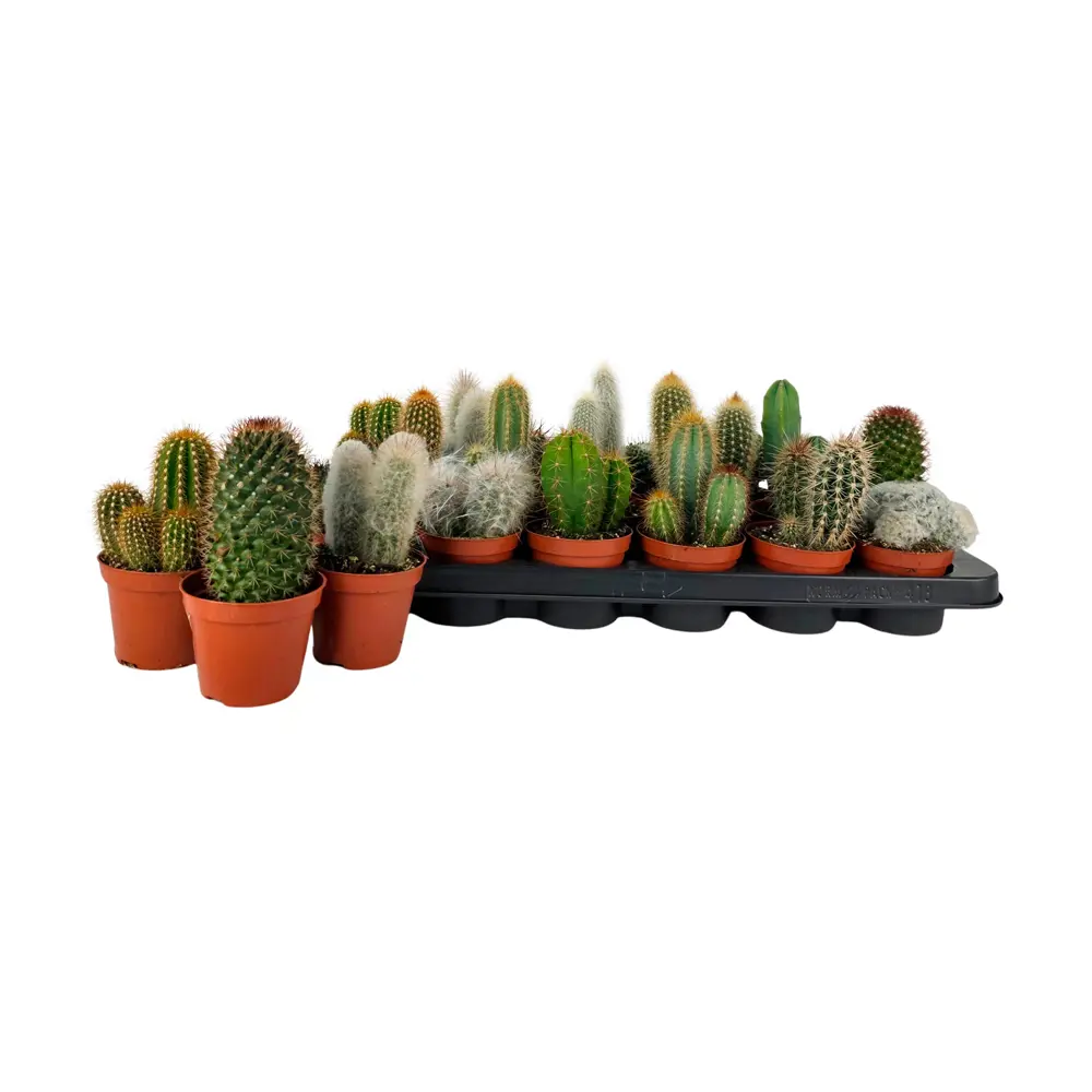 Кактус микс ø8.5 h9 см 89434680 STLM-2069518 Santreyd  - Вид №3