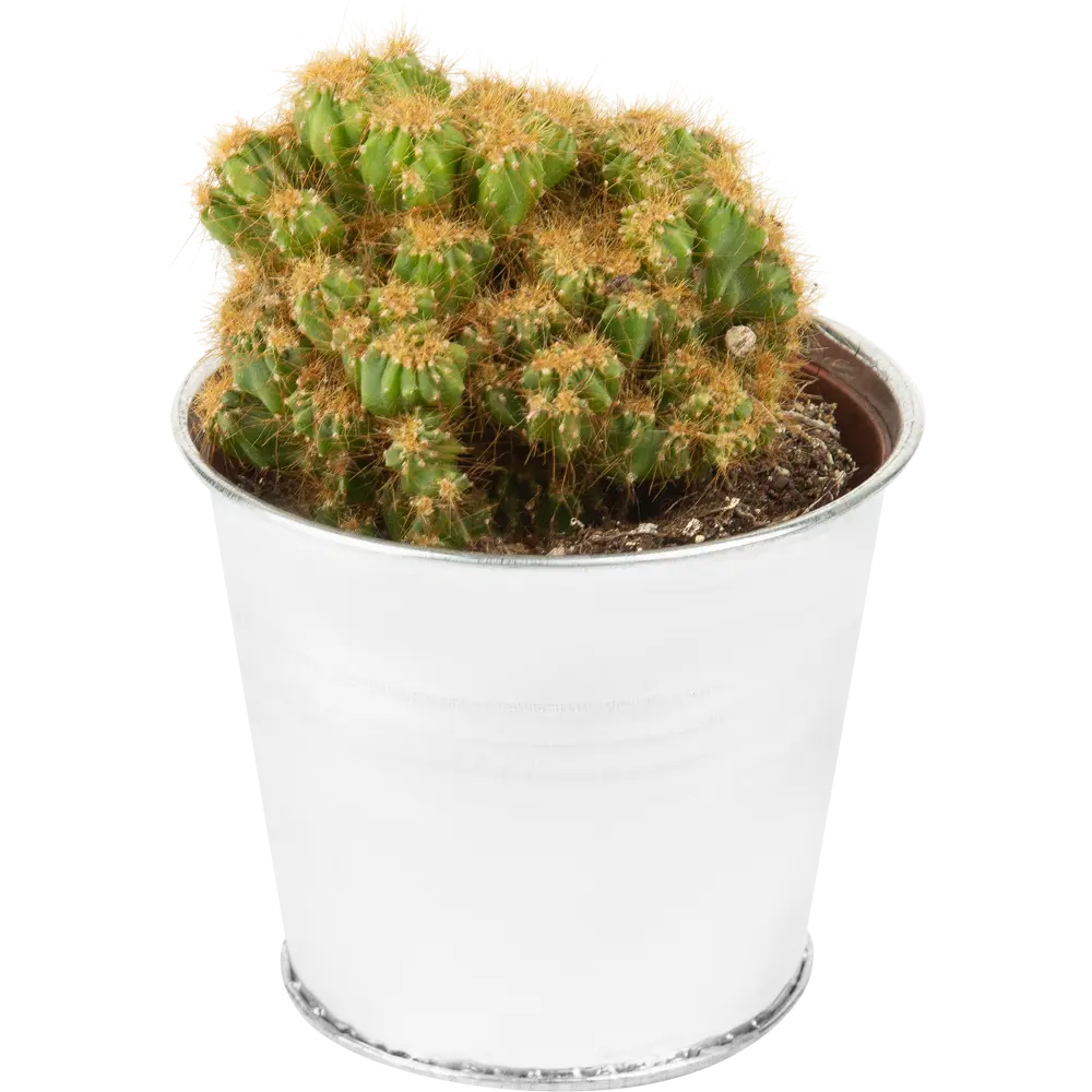 Santreyd Кактус Кристатный — живой декор для интерьера 85062774 STLM-0058108