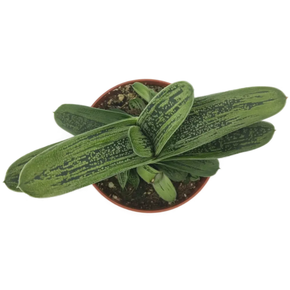 Суккулент Гастерия Santreyd в горшке ø8 см с декоративными листьями 82935538 STLM-0038142 - Вид №1
