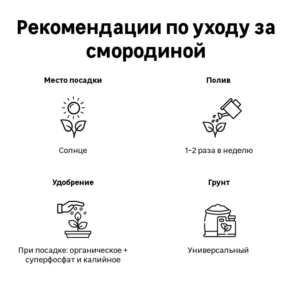 Смородина чёрная «Лентяй» C2 высота 40 см 82597117 STLM-2163278 Santreyd  - Вид №3