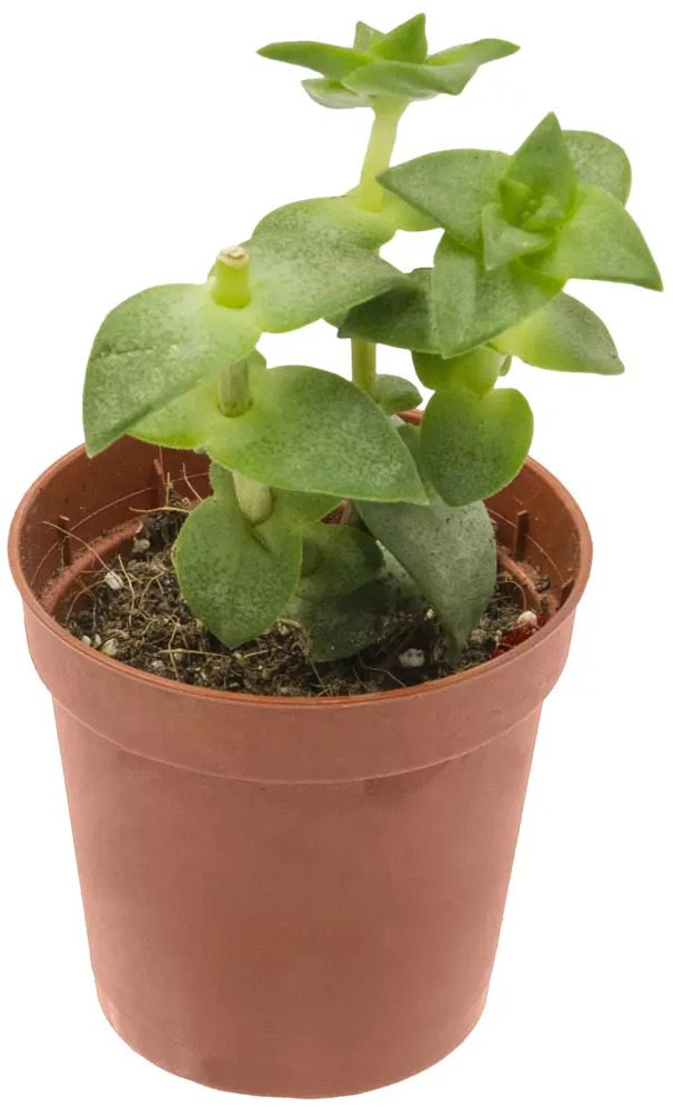 Santreyd Крассула - живое денежное дерево для вашего интерьера 89373481