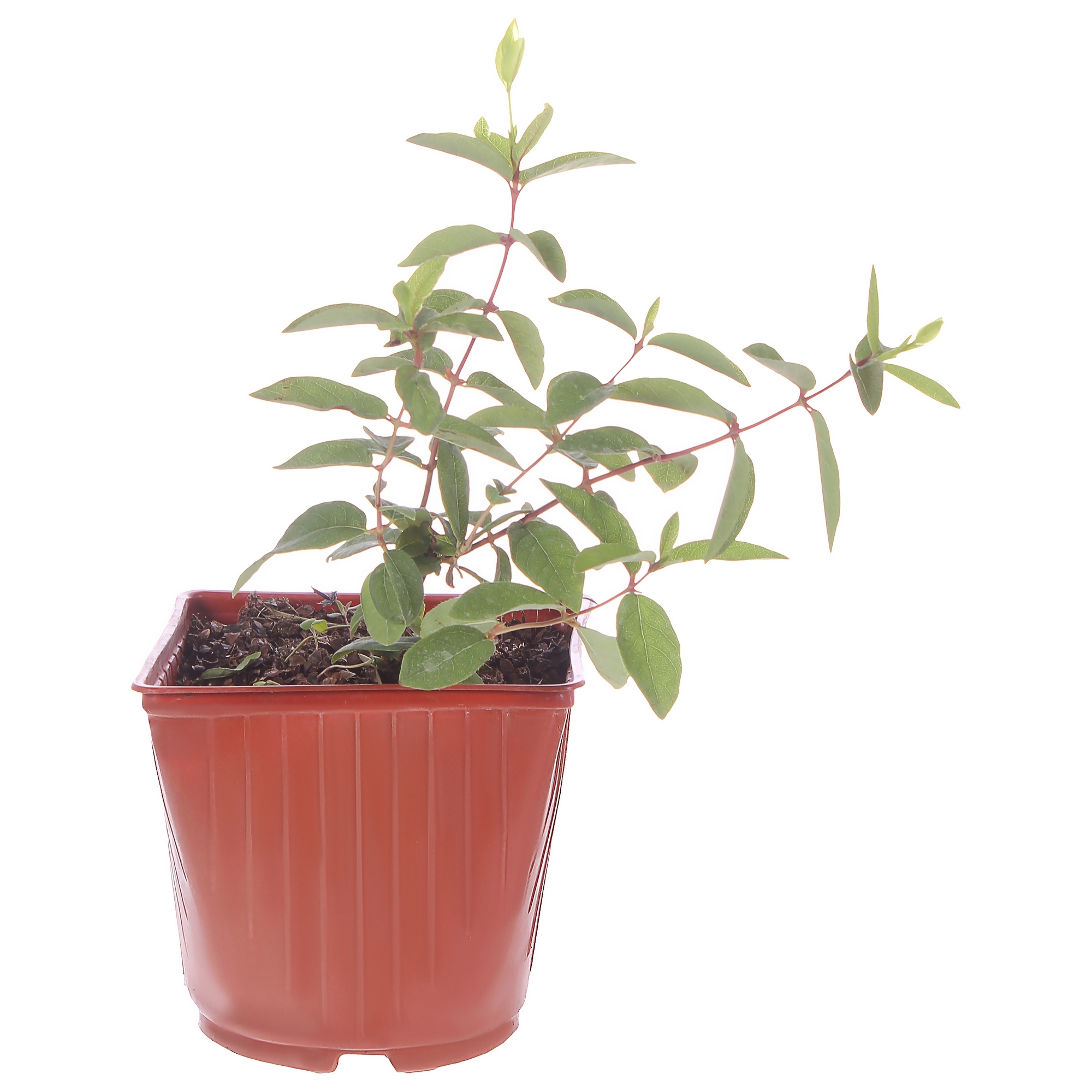 Жимолость Амфора Santreyd - плодовый куст с крупными ягодами 81954919 STLM-0015224 - Вид №1