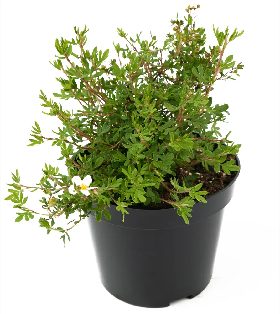 Лапчатка Abbotswood от Santreyd - белоснежный кустарник для живых изгородей 84841623