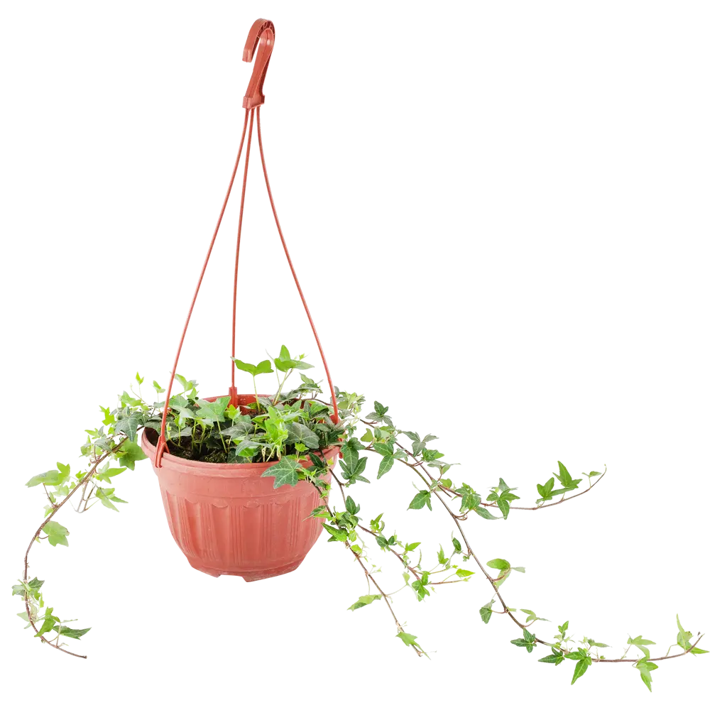 Santreyd Хедера ампельная - вечнозеленая лиана для интерьера 17394341 STLM-0008090