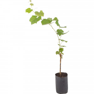 82601696 Виноград культурный «Шоколадный» 1.5-2 л высота 40 см