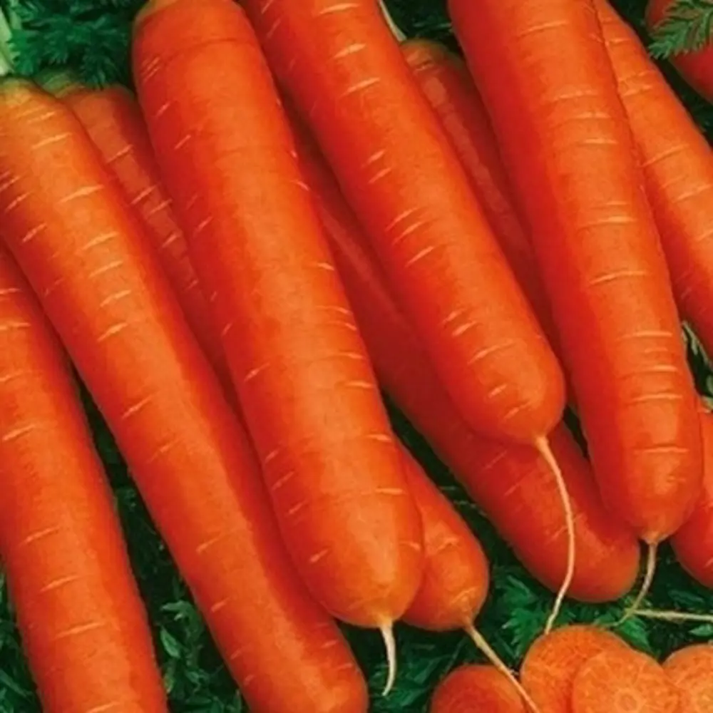 Семена моркови Нантская красная от САДОК - сладкий сорт для соков и детского питания 18580550