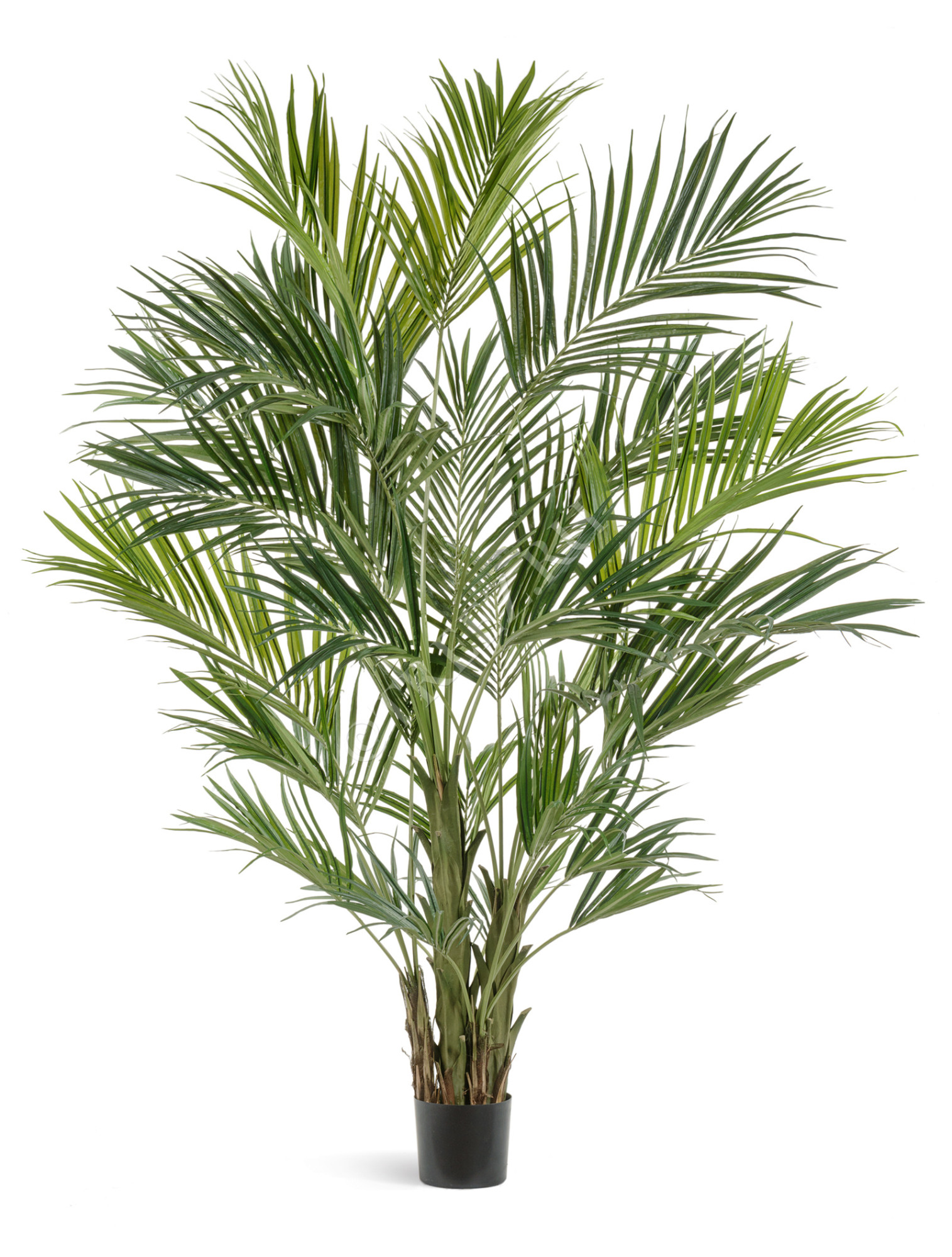 10.1345XL Пальма Кентия (Ховея) де Люкс Цветочная коллекция 