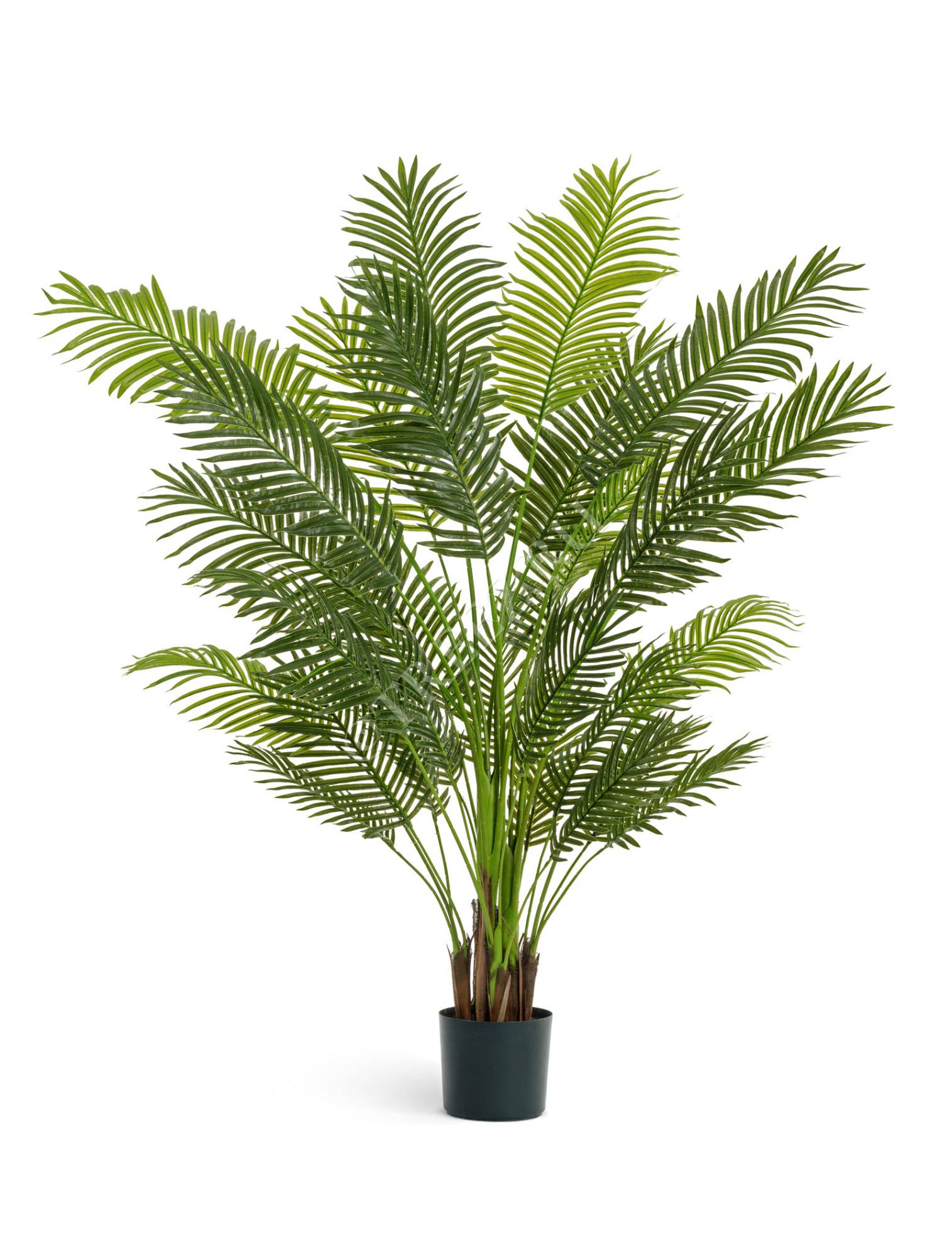 10.11926N Пальма Арека New Paradise Цветочная коллекция 