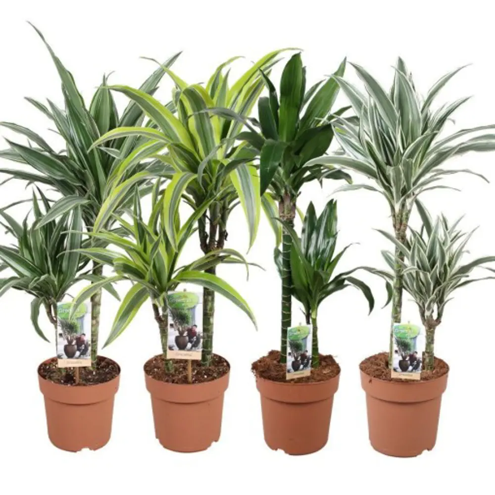 Santreyd Драцена Фрагранс Росток — вечнозеленая пальма для интерьера 84586886 STLM-0963420 - Вид №2