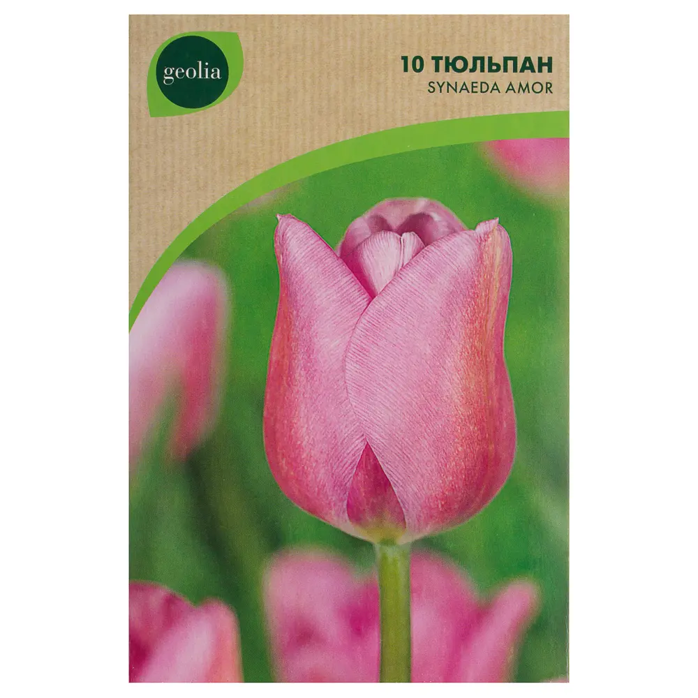 Тюльпан Synaeda Amor GEOLIA 11/12 10/9 18658960 STLM-2117636  - Вид №1