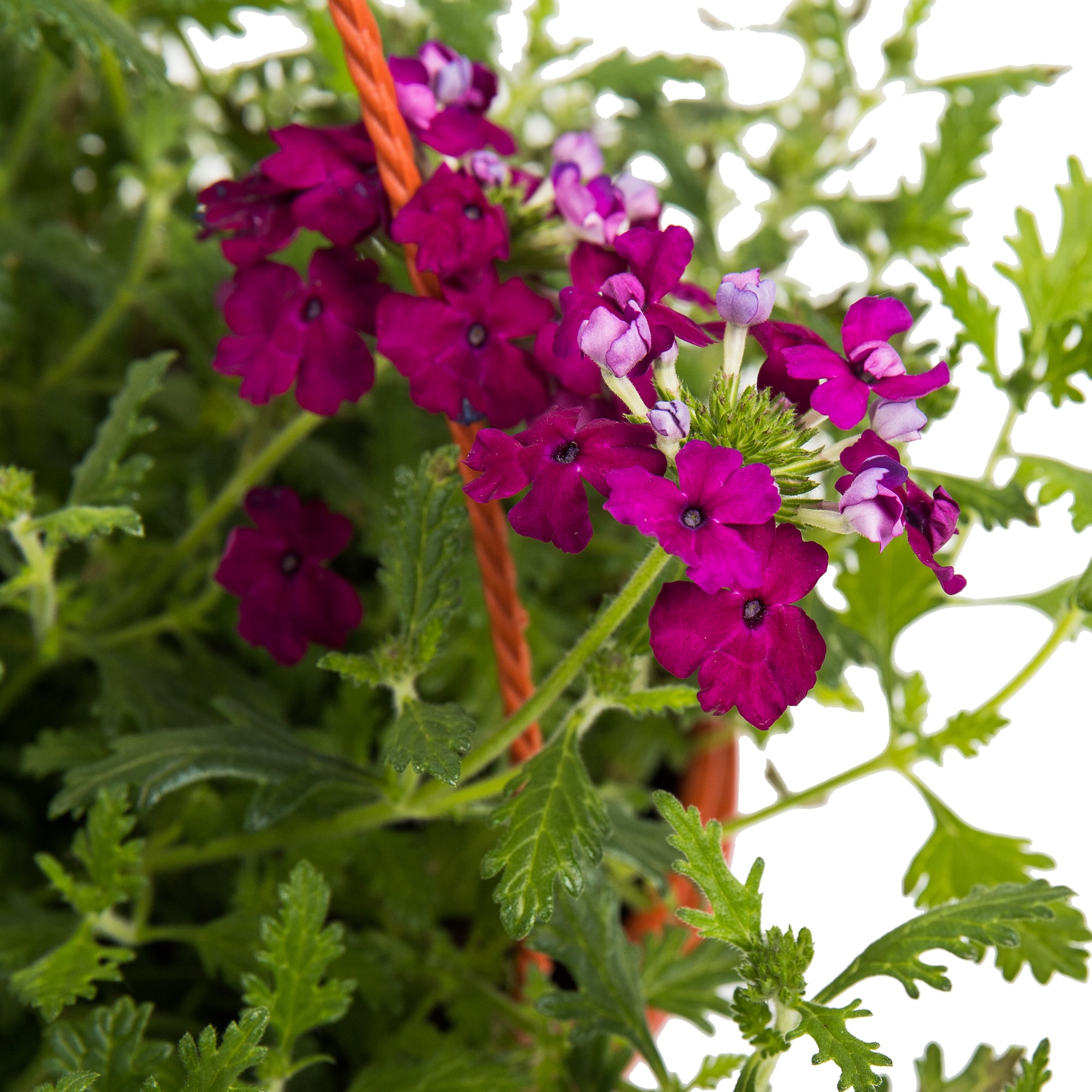 82650001 Вербена в кашпо 21 см Santreyd  - Вид №1