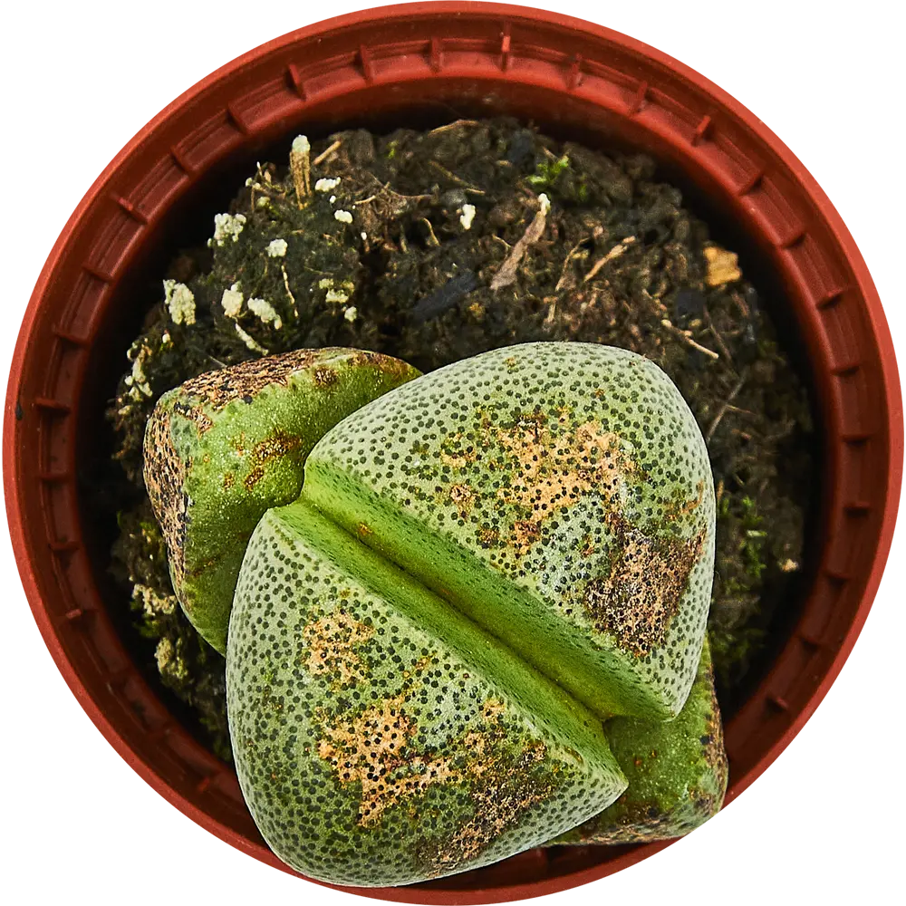 Santreyd Литопс микс - живые камни суккуленты 89352931 STLM-1471367 - Вид №3