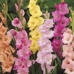 Гладиолус Geolia «Pastel mixed», 10х12 см